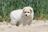 CHIEN FINNOIS DE LAPONIE 602